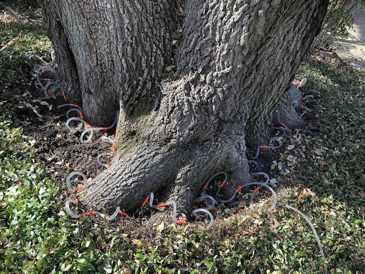 Detailed Tree Cabling and Bracing job site in Long Pine