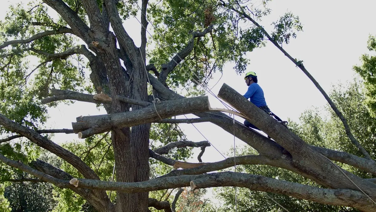 Professional Crown Thinning performed by certified arborists in Long Pine