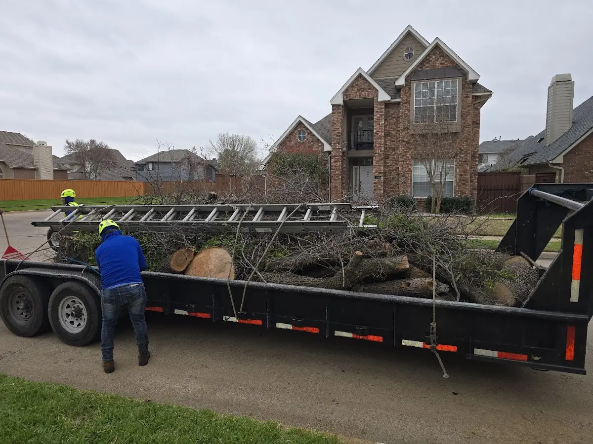 Expert Tree Removal with proper safety equipment in Long Pine